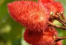 Achiote (Annatto): Doğal Renklendirici ve Antioksidan Kaynağı Achiote (Annatto): Doğal Renklendirici ve Antioksidan Kaynağı