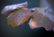 Ahududu Sirkesi: Metabolizmayı Hızlandıran Şifalı Bir İçerik Ahududu Sirkesi: Metabolizmayı Hızlandıran Şifalı Bir İçerik