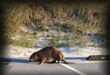 Kırmızı Biber Pulları: Kan Dolaşımını Hızlandıran Baharat Kırmızı Biber Pulları: Kan Dolaşımını Hızlandıran Baharat