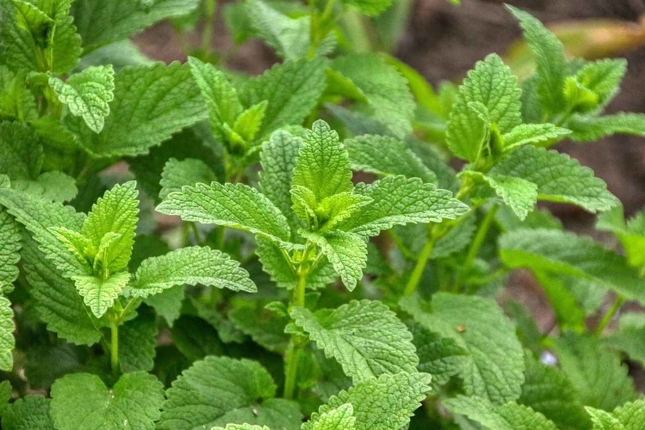 Limon Kabuğunun Diğer Besin Değerleri