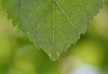 Portakal Kabuğu: Antioksidan Deposu ve Bağışıklık Güçlendirici Portakal Kabuğu: Antioksidan Deposu ve Bağışıklık Güçlendirici