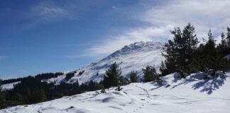 Rezene Tohumu: Mideyi Rahatlatan Şifalı Baharat Rezene Tohumu: Mideyi Rahatlatan Şifalı Baharat