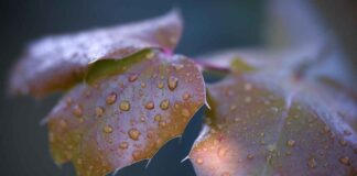 Sirke: Sindirimden Cilt Bakımına Kadar Faydaları Sirke: Sindirimden Cilt Bakımına Kadar Faydaları