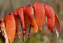 Sumak: Antioksidan Deposu ve Mide Dostu Baharat Sumak: Antioksidan Deposu ve Mide Dostu Baharat