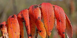 Sumak: Antioksidan Deposu ve Mide Dostu Baharat Sumak: Antioksidan Deposu ve Mide Dostu Baharat