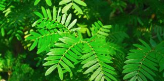 Tarçın Şurubu: Kan Şekerini Düzenleyen Tatlı Dokunuş Tarçın Şurubu: Kan Şekerini Düzenleyen Tatlı Dokunuş