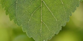 Zencefil: Bağışıklığı Güçlendiren Şifalı Kök Zencefil: Bağışıklığı Güçlendiren Şifalı Kök