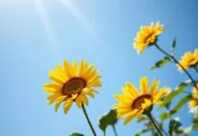 Güneşli Günler: Sağlıklı Yaşam Tarzı İçin Güneşin Gücü Sunny Days: Harnessing the Power of the Sun for a Healthy Lifestyle