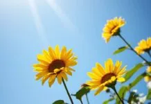 Güneşli Günler: Sağlıklı Yaşam Tarzı İçin Güneşin Gücü Sunny Days: Harnessing the Power of the Sun for a Healthy Lifestyle