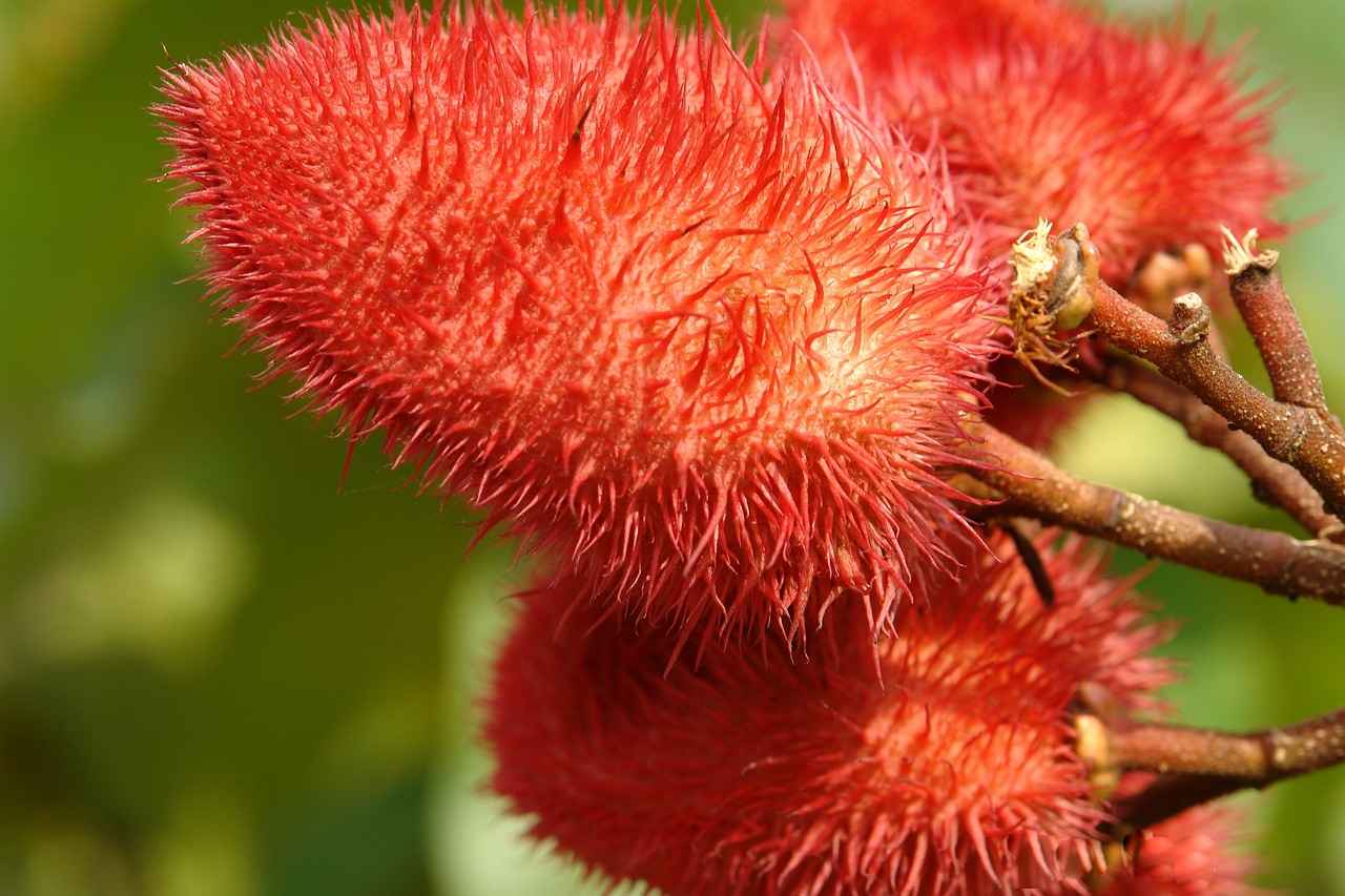 Achiote (Annatto): Doğal Renklendirici ve Antioksidan Kaynağı