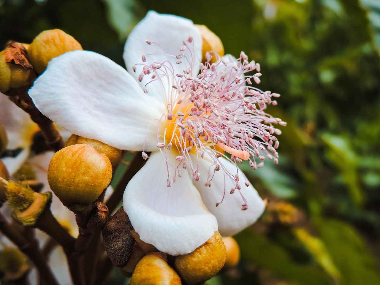 Achiote'nin Sağlık Faydaları
