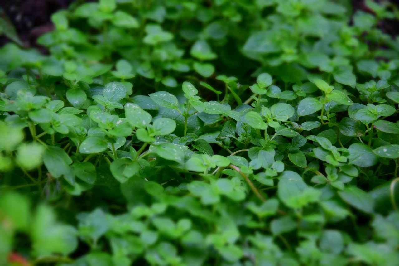 Baharatların Tanımı ve Özellikleri