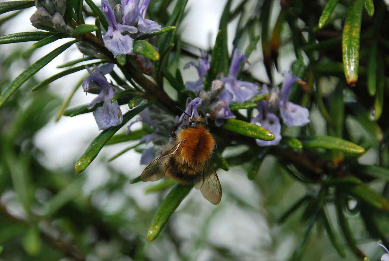 Biberiye: Hafızayı Güçlendiren Doğal Baharat