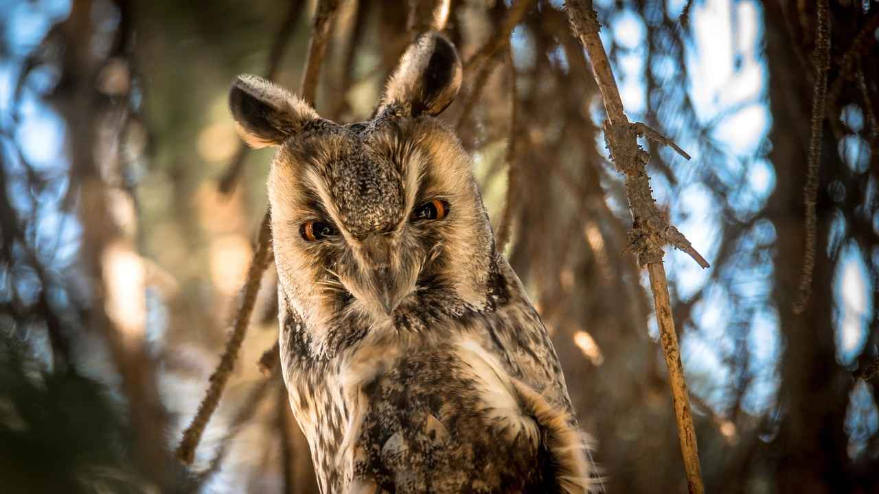 Çörek Otunun Bilimsel Araştırmaları