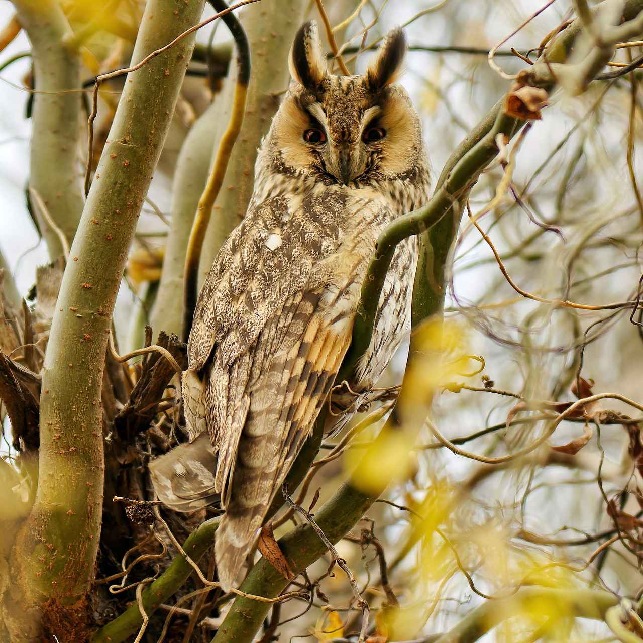 Sonuç: Çörek Otu ve Sağlık