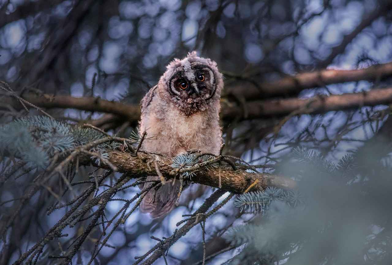 Çörek Otunun Faydaları