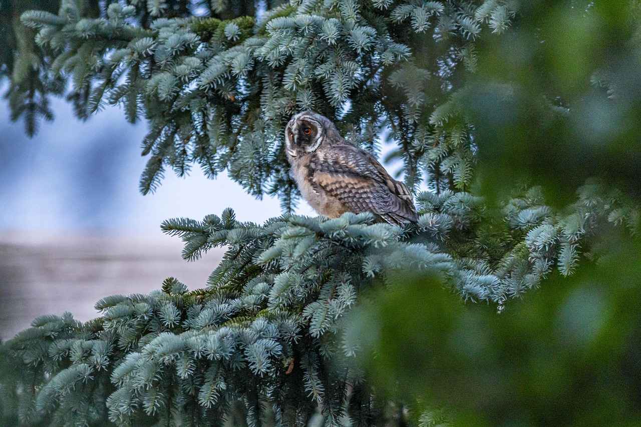 Çörek Otu Nasıl Kullanılır?