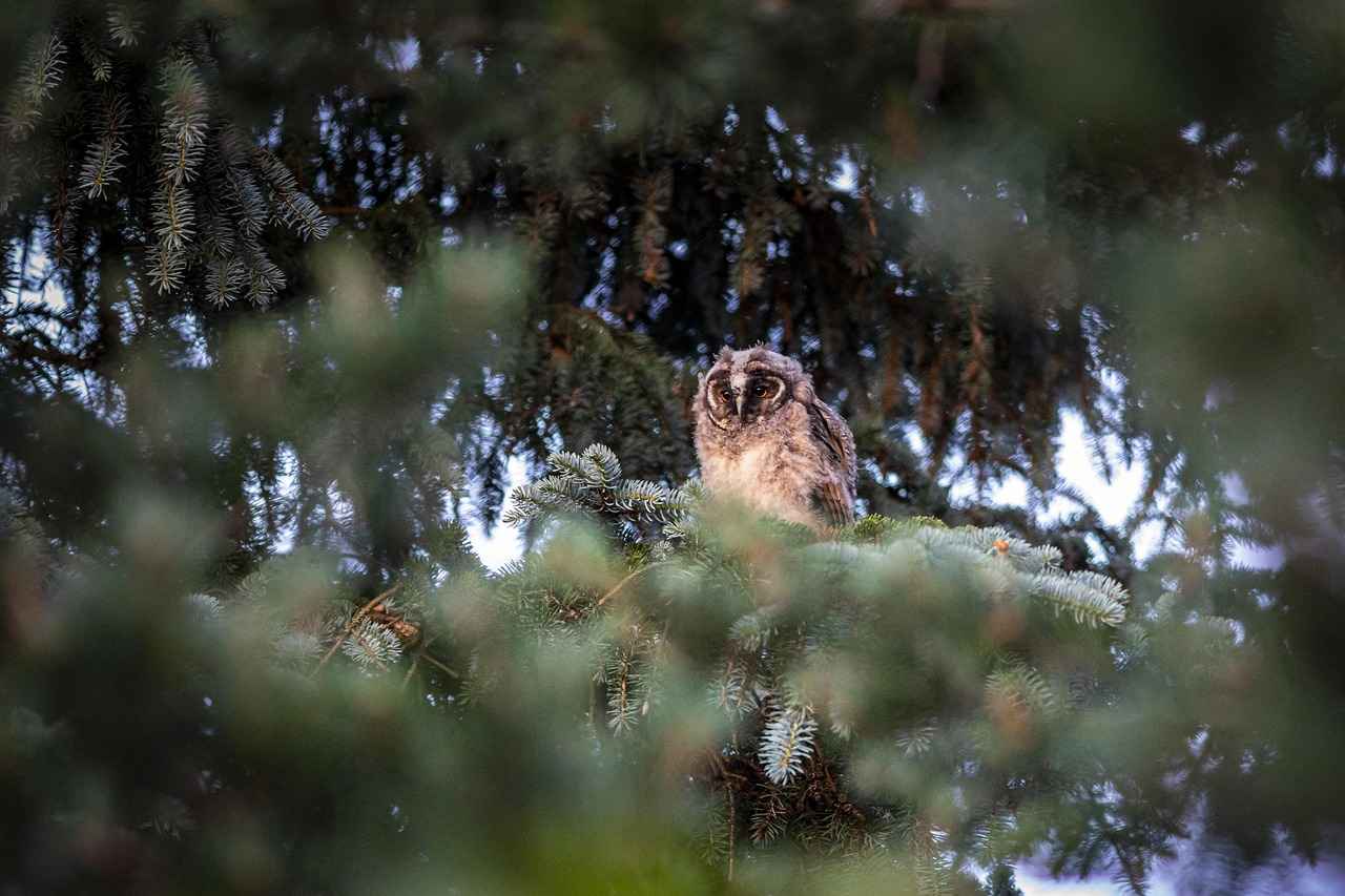 Çörek Otu Yağının Yan Etkileri
