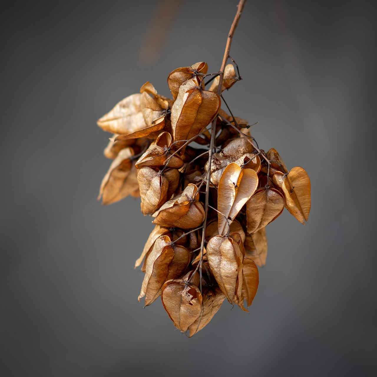 Dereotu Tozu: Tansiyonu Dengeleyen Hafif Baharat