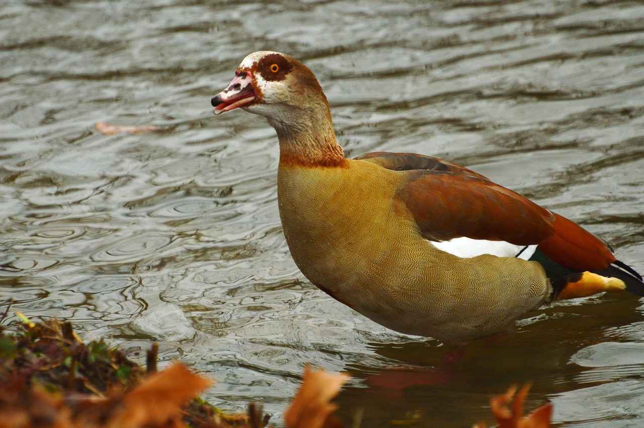 Dukkah: Mısır Mutfağının Lezzetli ve Besleyici Baharatı