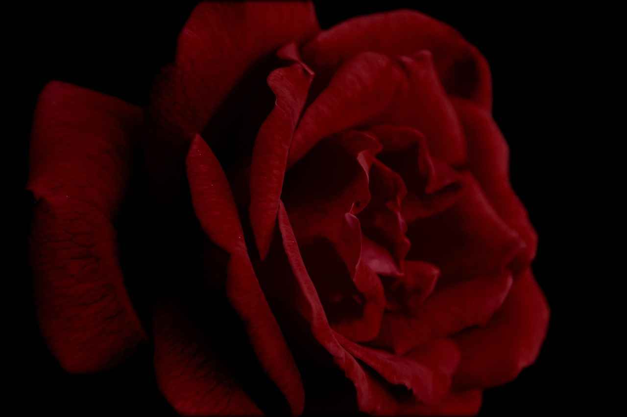 Gülsuyu: Doğal Ferahlatıcı ve Cilt Dostu Özellikleri