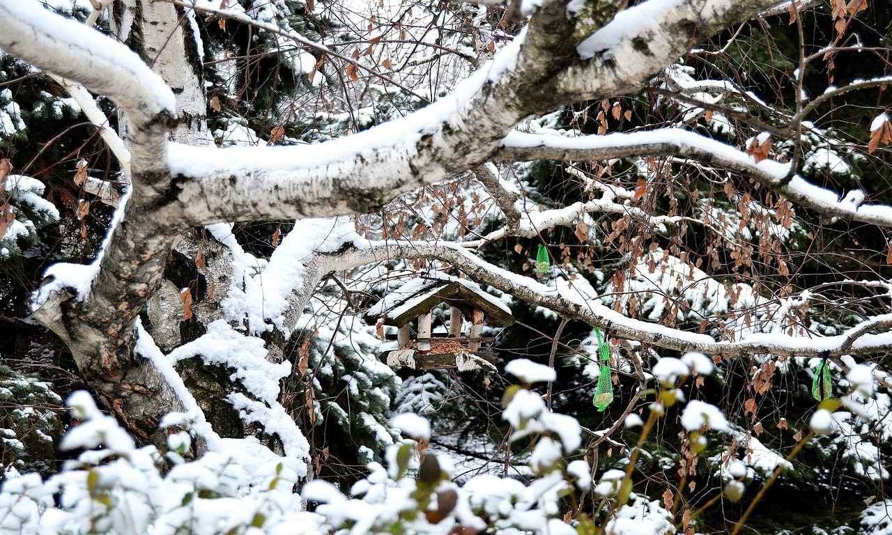 Karpuz Suyunun Yaz Sıcaklarındaki Rolü