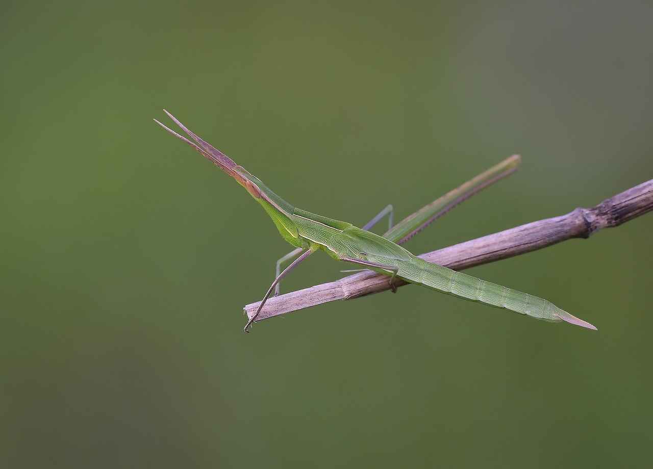 Kekik Çayı: Faydaları ve Yapılışı