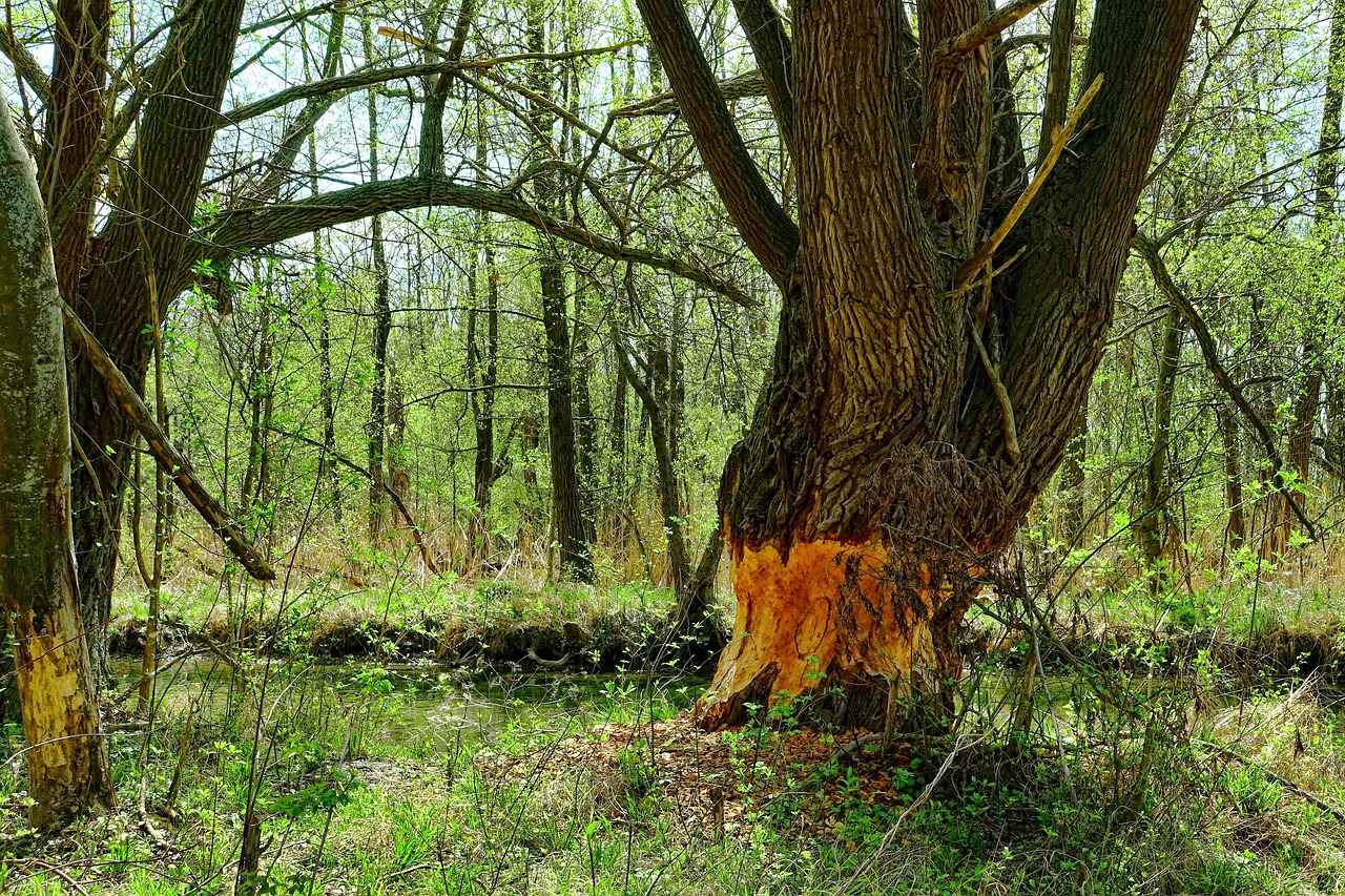 Kırmızı Biber Nasıl Kullanılır?