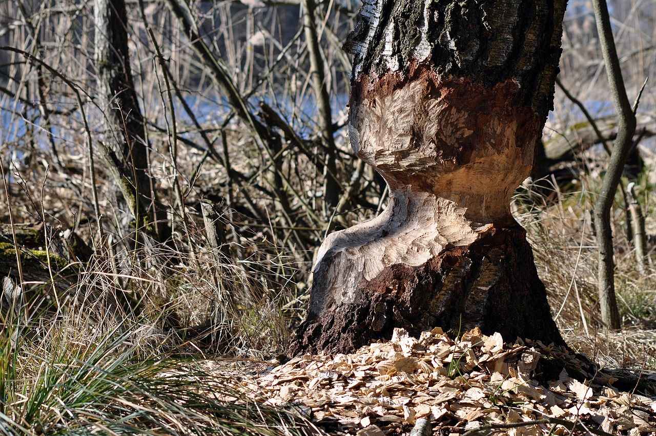 Kırmızı Biberin Tarihçesi