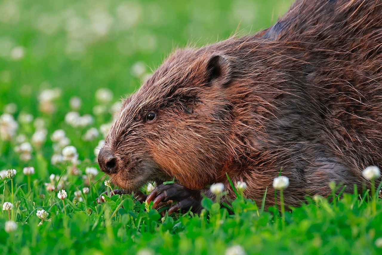 Sonuç: Kırmızı Biberin Önemi