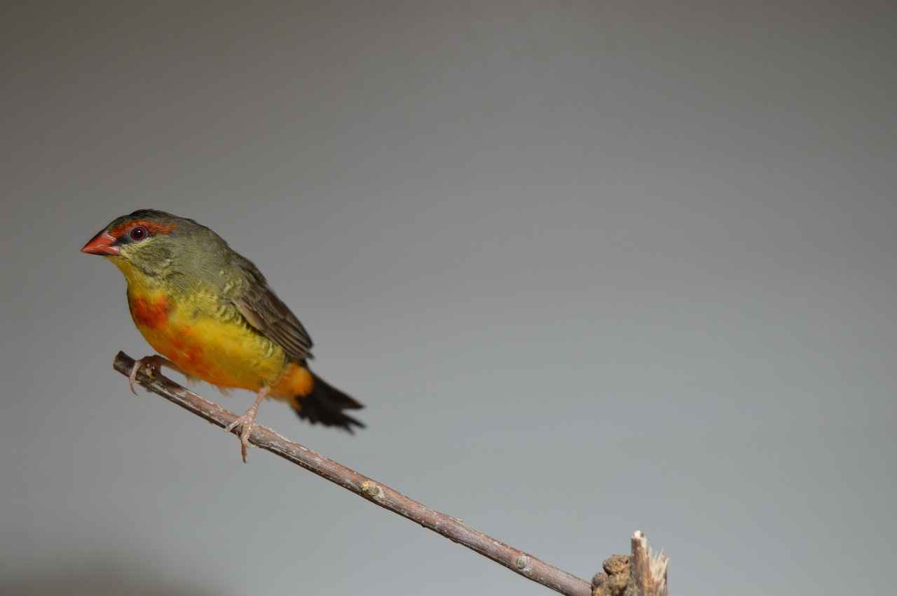 Kan Dolaşımını Hızlandıran Bileşenler