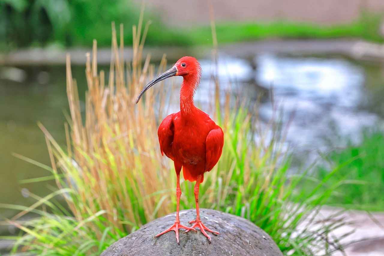 Kırmızı Lahana: Vitamin Deposu ve Sindirime Yardımcı