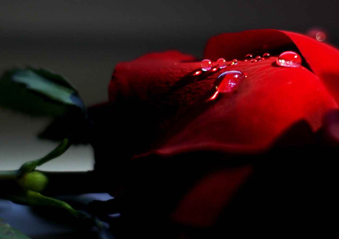 Kırmızı Lahananın Sağlık Faydaları