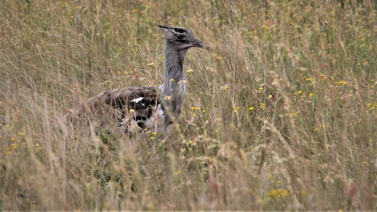 Körü ve Kanser Araştırmaları