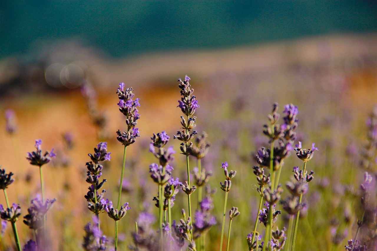 Lavanta ve Bağışıklık Sistemi