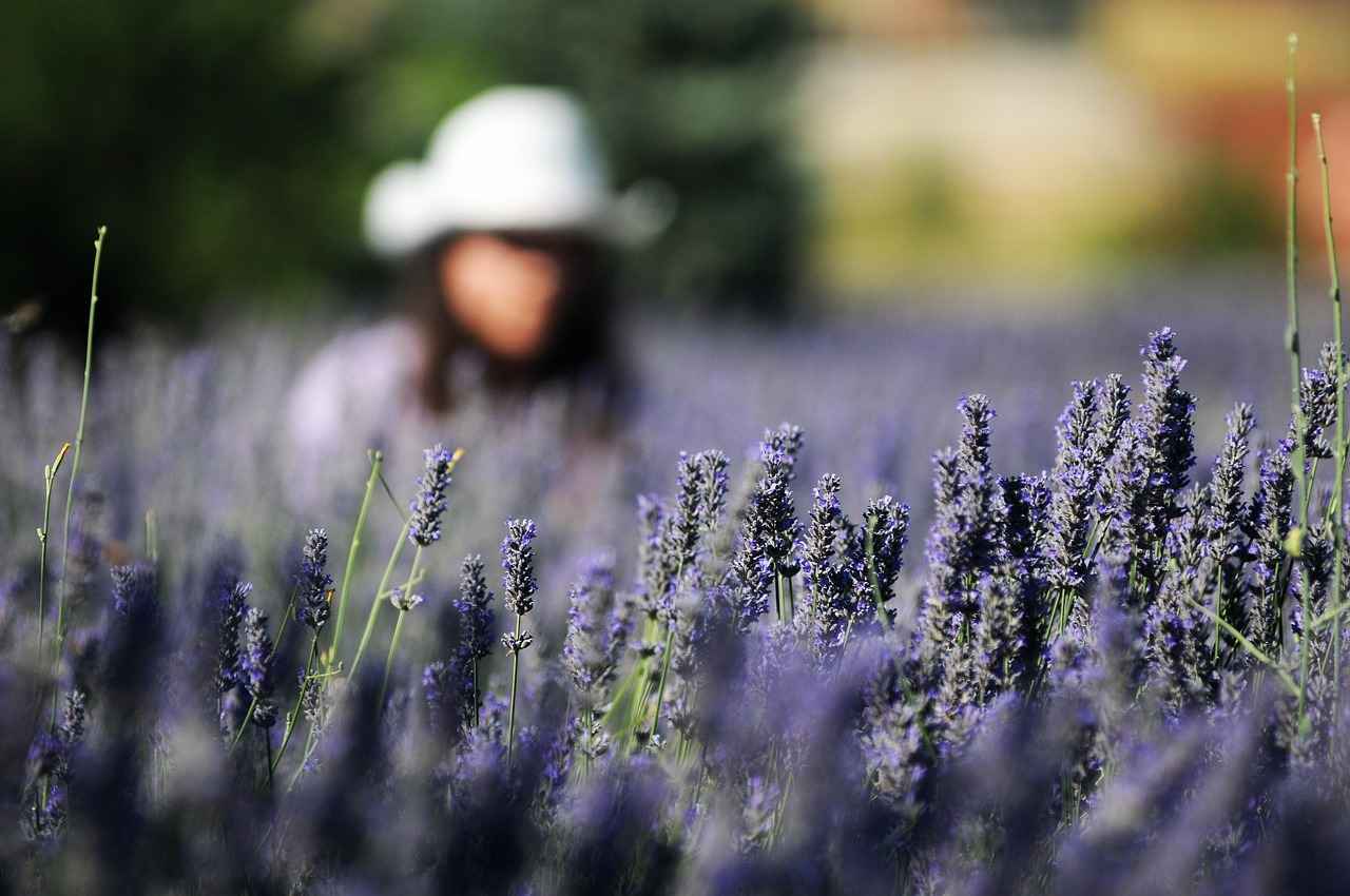 Lavanta Kullanımında Dikkat Edilmesi Gerekenler