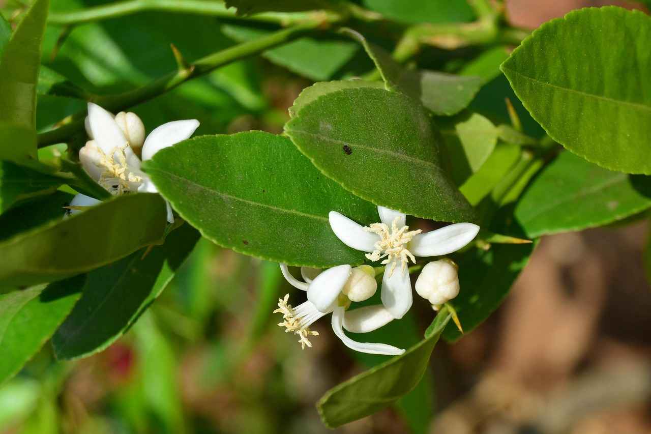 Limon Kabuğu Rendesi Nasıl Kullanılır?