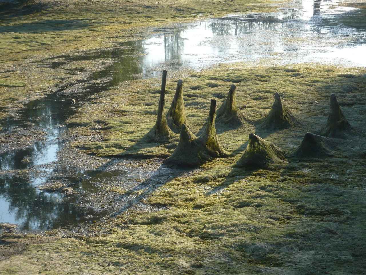 Limon Suyunun C Vitamini İçeriği