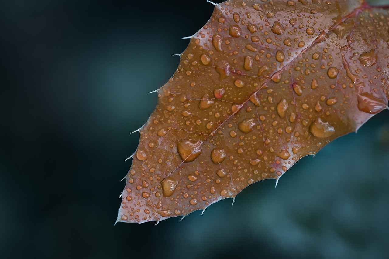 Meyan Kökü: Geleneksel İyileştirici ve Modern Kullanımı