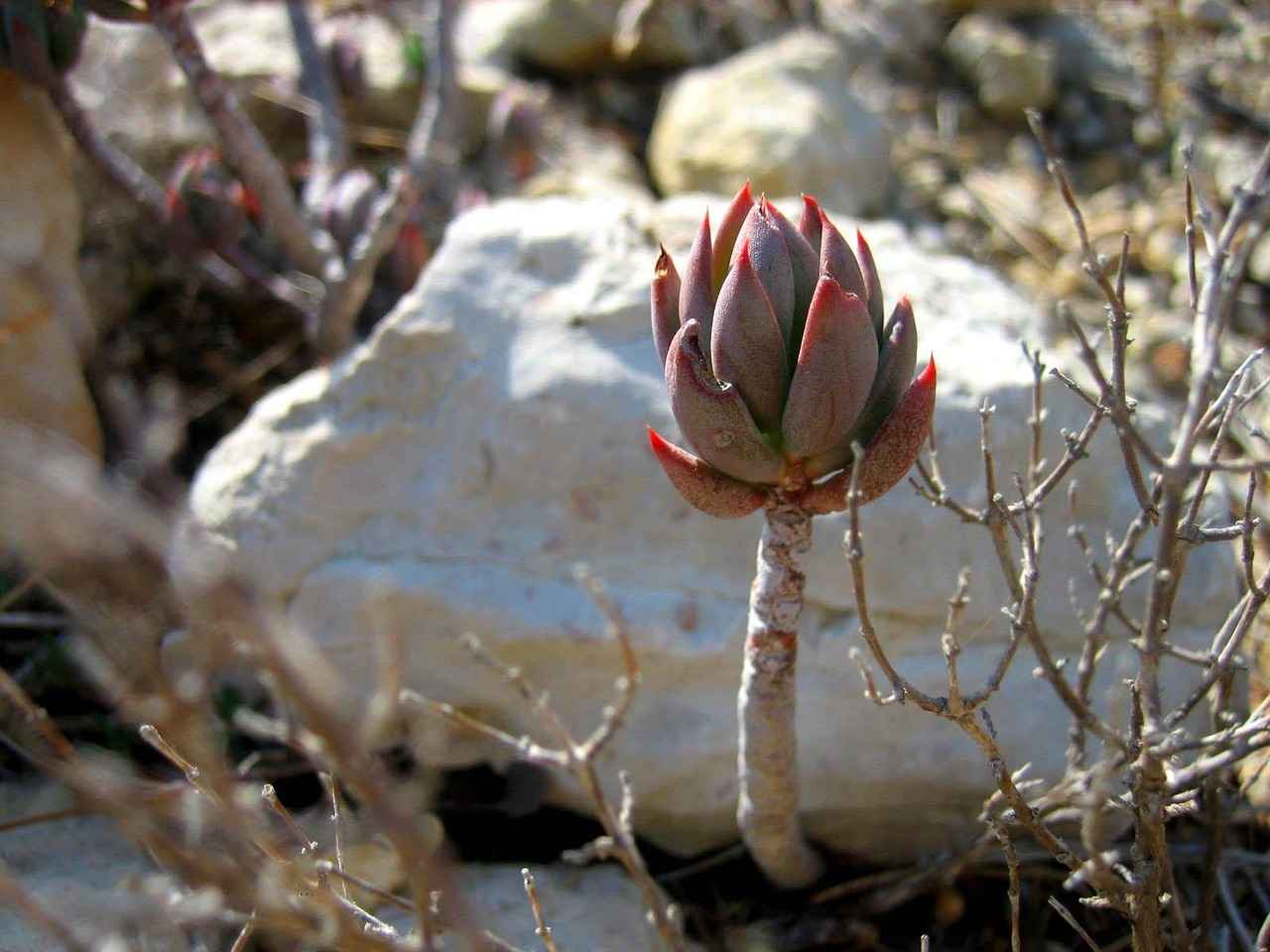 Sonuç: Meyan Kökünün Geleceği