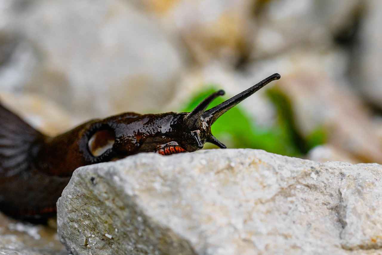 Nar Pekmezi Nasıl Kullanılır?