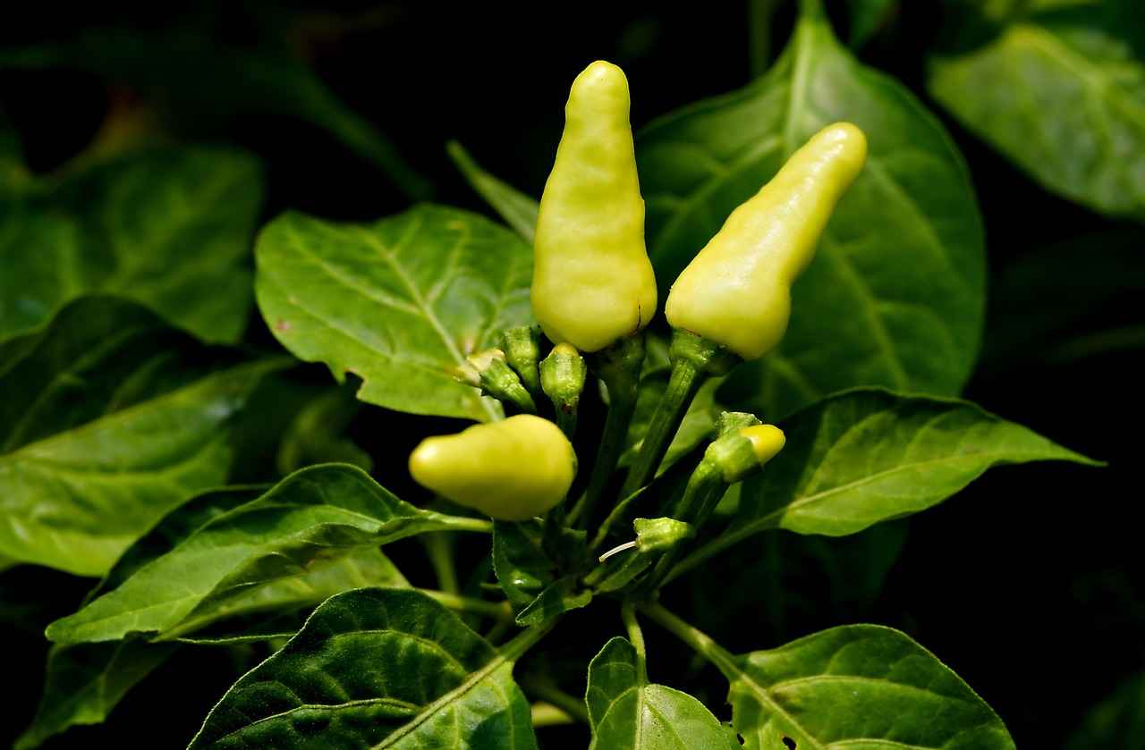 Panch Phoron'un İçeriği