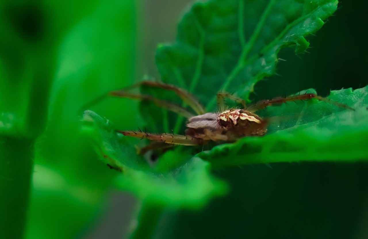 Portakal Kabuğunun Besin Değeri