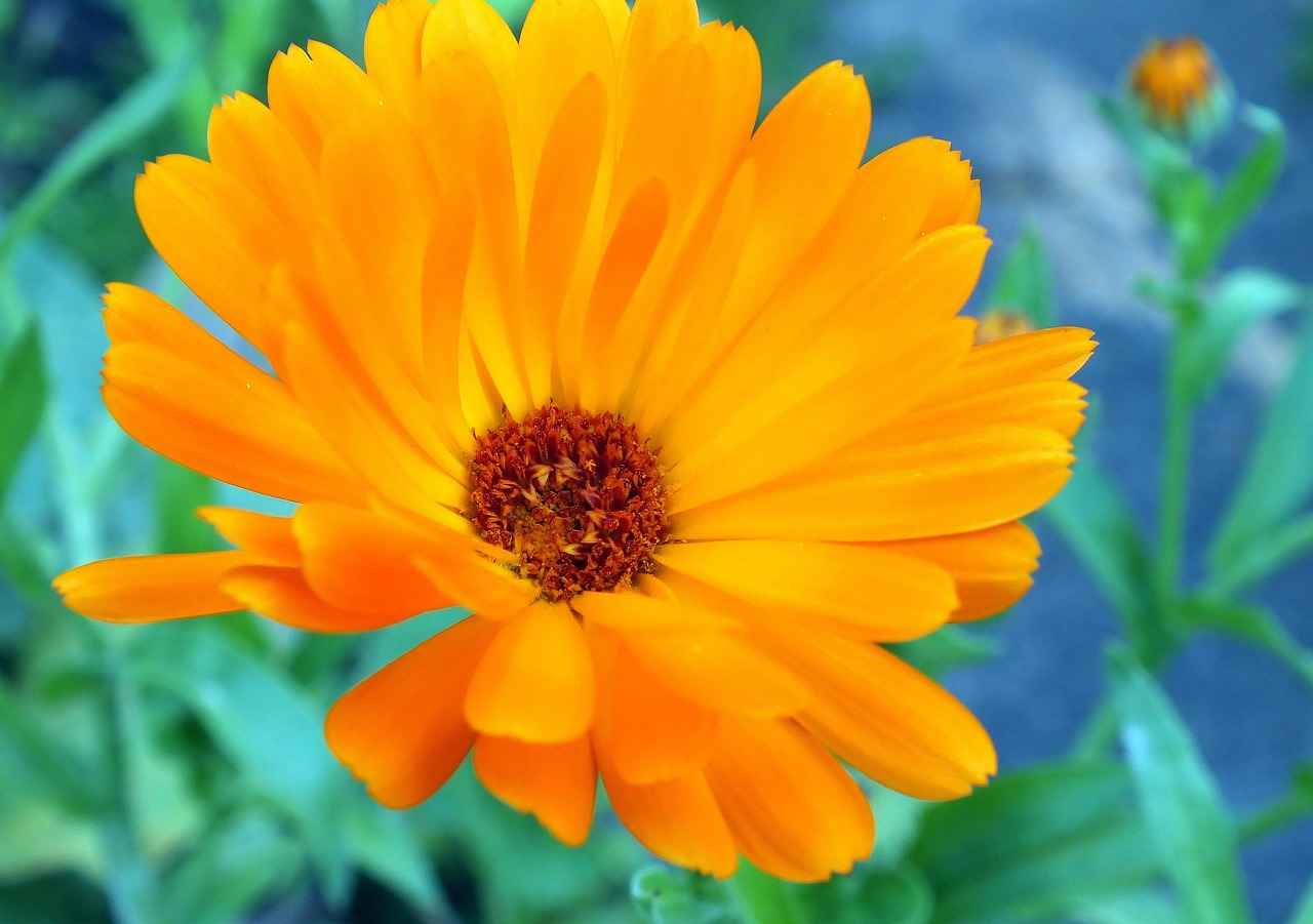 Antioksidan Özellikleri