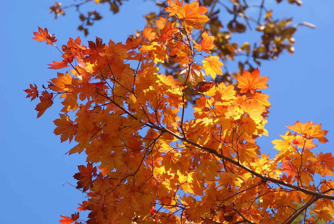 Soja Sosunun Sağlık Faydaları