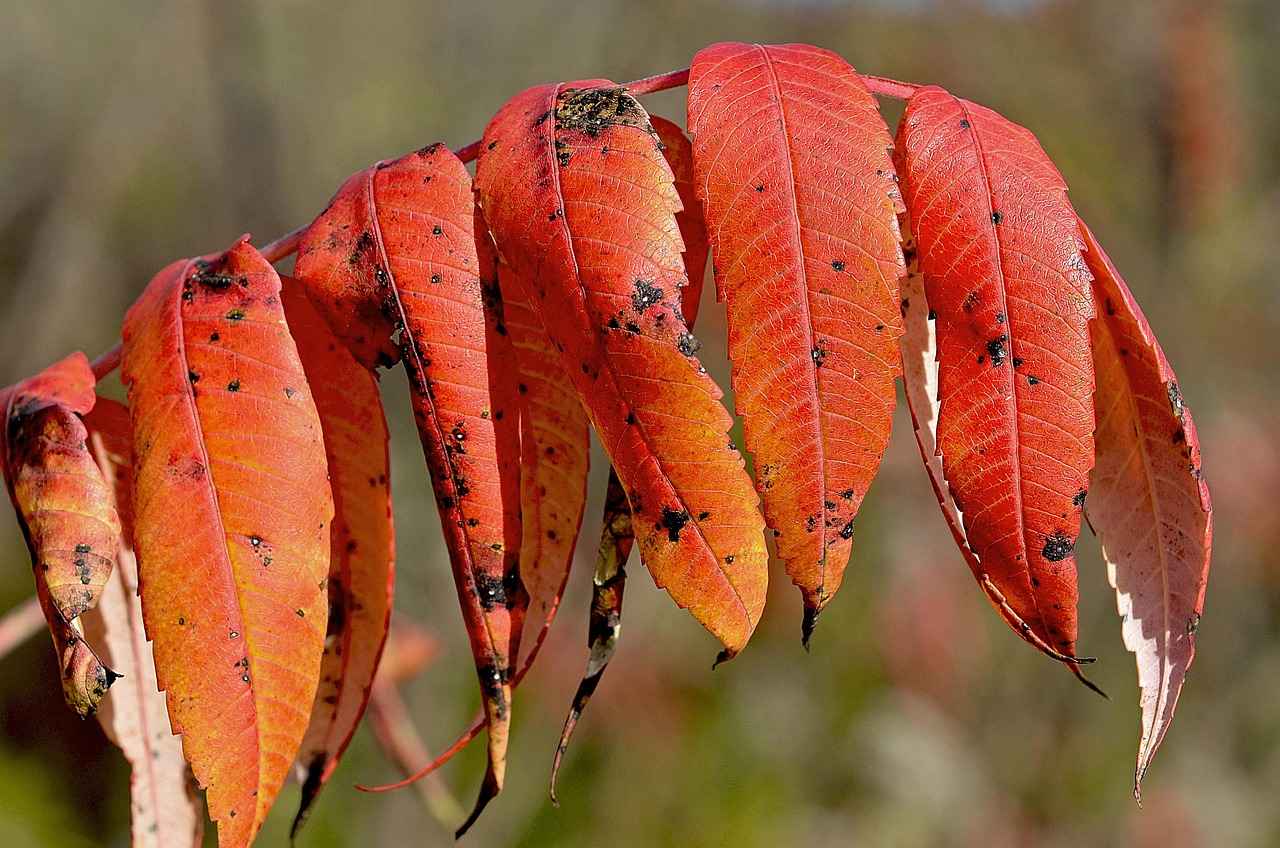 Sumak: Antioksidan Deposu ve Mide Dostu Baharat