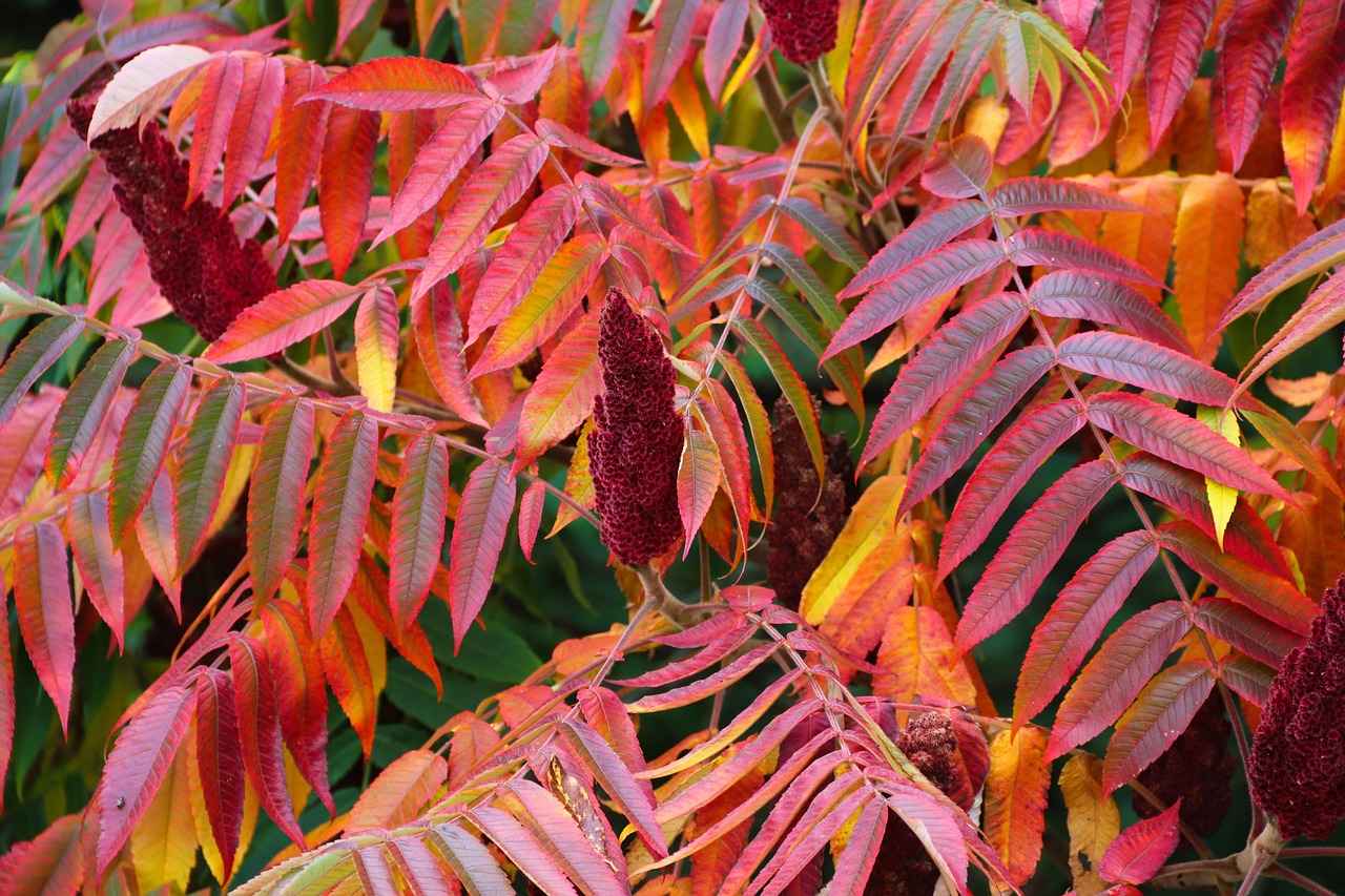 Sumak'ın Faydaları