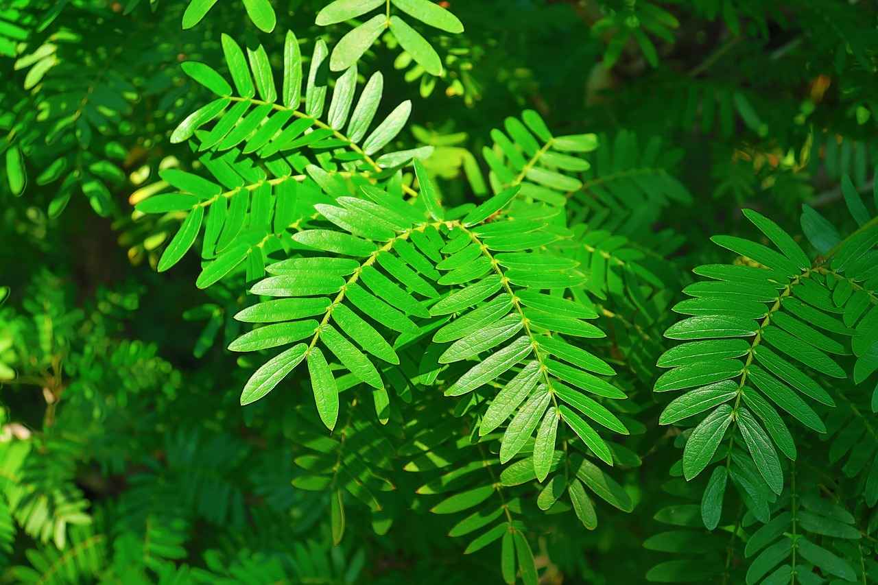 Tarçın Şurubu: Kan Şekerini Düzenleyen Tatlı Dokunuş