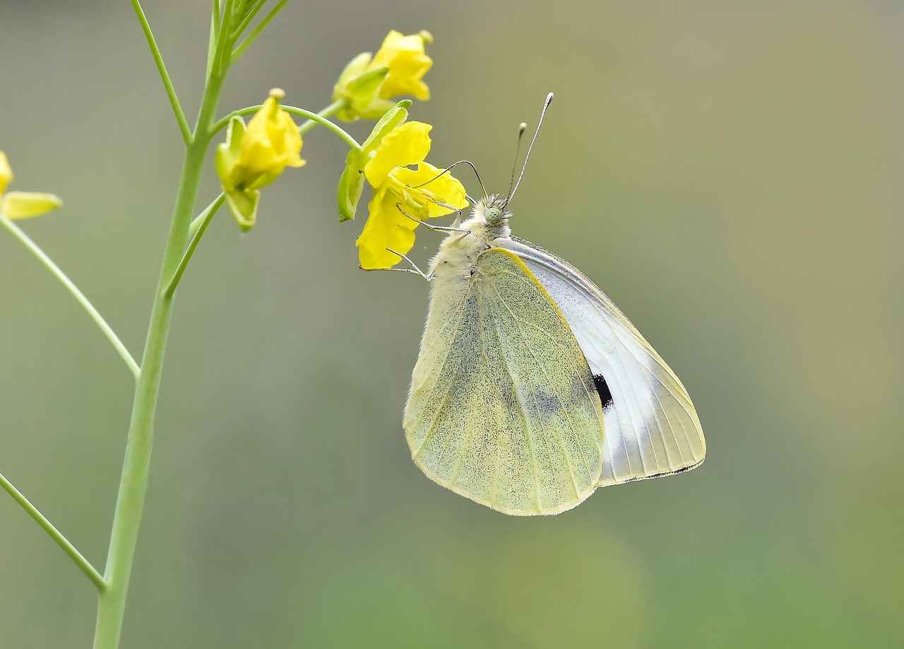 Yaban Mersini Suyunun Kullanım Alanları
