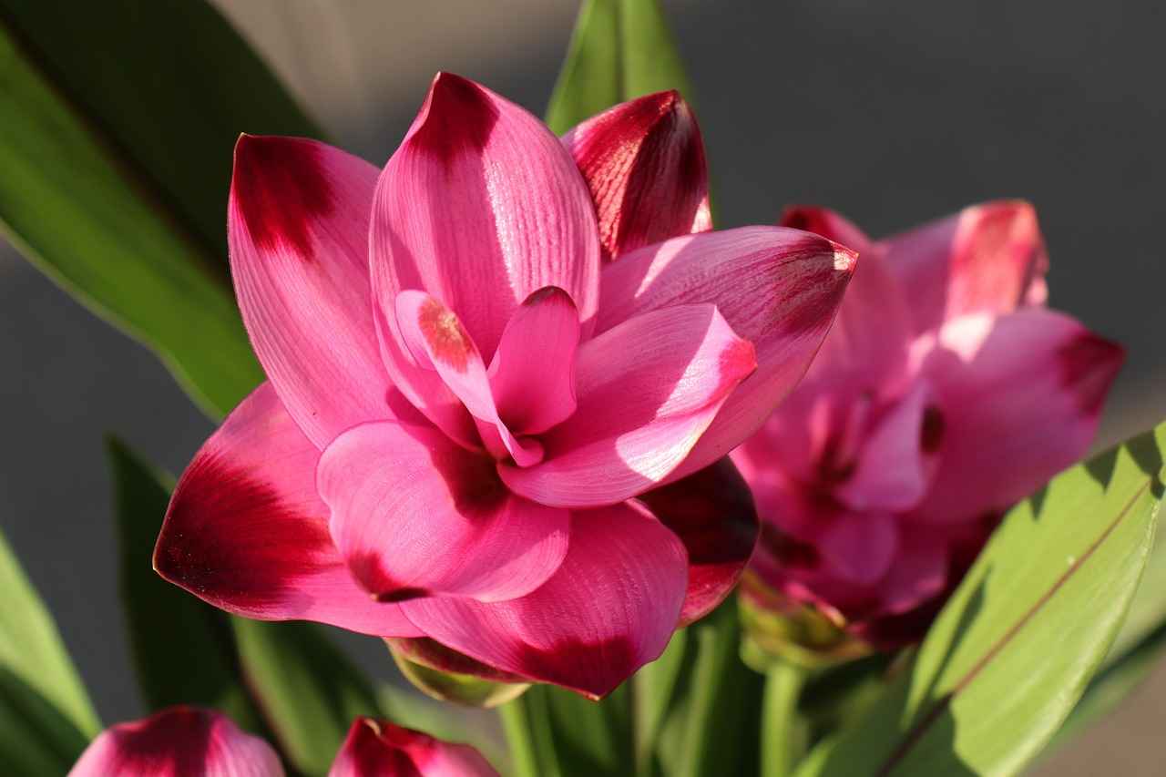 Zerdeçalın Kullanım Alanları